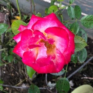 Meet your Posher, Isabel